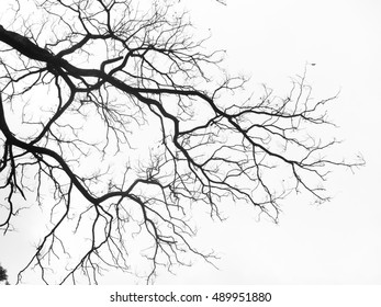 117,664 Moody Trees Images, Stock Photos & Vectors 