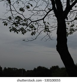 silhouette tree.
