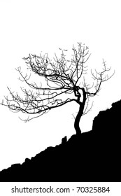 Silhouette Of A Tree