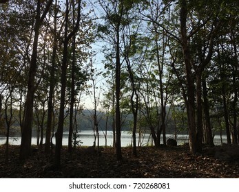 The silhouette tree