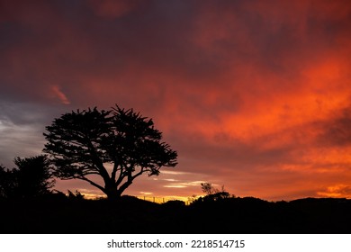 Silhouette Of Tree Along California Coast At Sunset