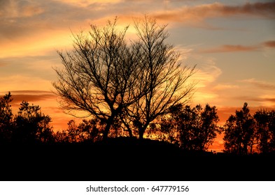 Silhouette tree with beautiful sunset. background.