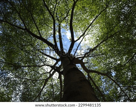 Silhouette of tree with ble sky background