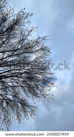 silhouette, tree, branch, cloud, sky,