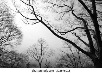 silhouette of tree branches.