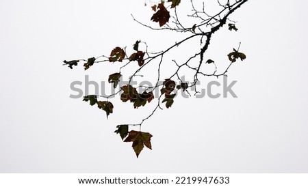 silhouette of tree branches against white background