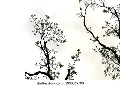 Tree Branch Silhouette Images Stock Photos Vectors Shutterstock