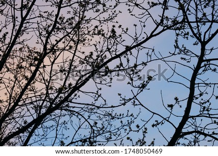 Silhouette tree branches on a light pink-blue sky background.