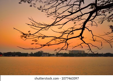 Silhouette of tree branches over lake Vembanad in Marine Drive, Kochi during sunset.