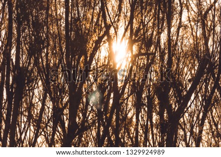 Image, Stock Photo ghost Autumn Plant Leaf