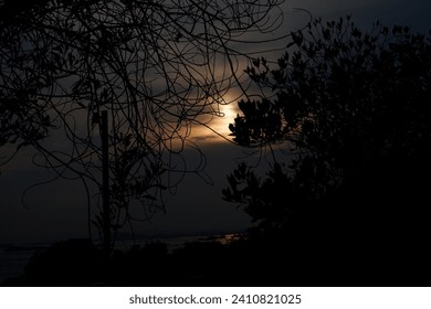 Silhouette of tree branches under sunrise rays. - Powered by Shutterstock