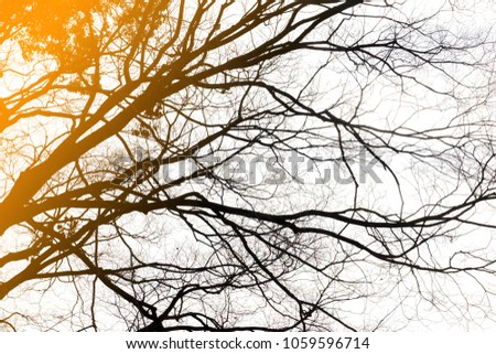 Similar – Image, Stock Photo branch Tree Strong Branch