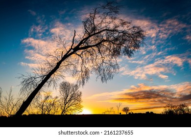 Silhouette of a tree at dawn. Tree at dawn. Tree silhouette at dawn. Sunrise tree silhouette