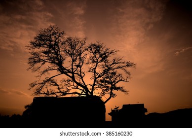 Silhouette tree and house while sunset.