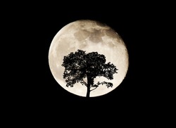 Silhouette Tree On Full Moon Background