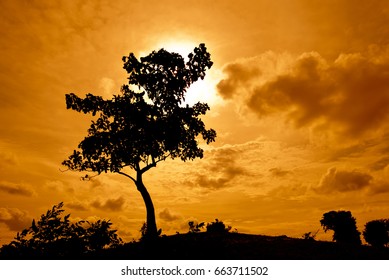 Silhouette Tree On Mound At Sunset.
