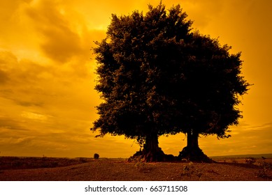 Silhouette Tree On Mound At Sunset.
