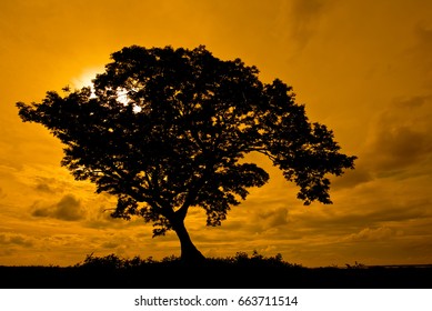 Silhouette Tree On Mound At Sunset.
