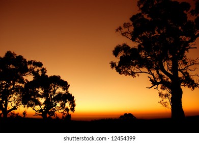 Silhouette Of Tree Outback Australian Plains