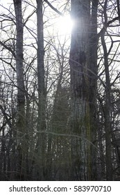 Silhouette Tree Sun Rays