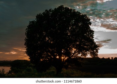 silhouette of a tree at sunset