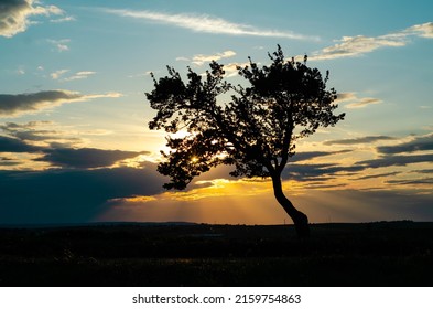 the silhouette of a tree at sunset