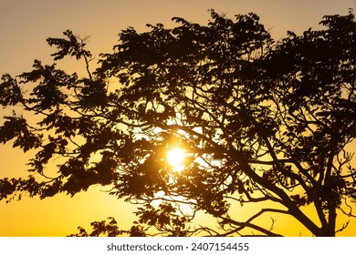 Silhouette of a tree at sunset.