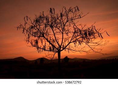 silhouette tree at sunset background