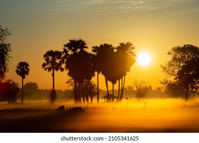 Silhouette Tree In Thailand With Sunrise.Tree Silhouetted Against A Setting Sun.Dark Tree On Open Field Dramatic Sunrise.Typical Thailand Sunset With Trees In Khao Yai National Park, Thailand