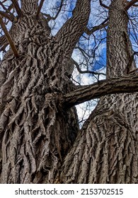 Silhouette Tree Trunk. Natural Beauty. Strong Environment. Wood. Forest. Willow Tree Bark. Old Massive Willow Tree With Background Of Sunny Blue Sky Bright White Clouds. Beautiful Silhouette On Sky.