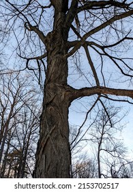 Silhouette Tree Trunk. Natural Beauty. Strong Environment. Wood. Forest. Willow Tree Bark. Old Massive Willow Tree With Background Of Sunny Blue Sky Bright White Clouds. Beautiful Silhouette On Sky.