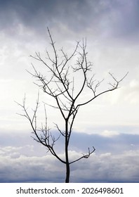 The silhouette of a tree without leaves on the background of a light sky with clouds