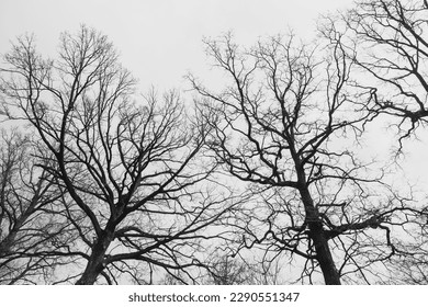 The silhouette of a tree without leaves on the background of a light sky with clouds - Powered by Shutterstock