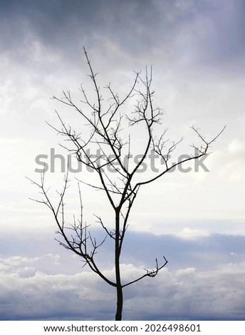The silhouette of a tree without leaves on the background of a light sky with clouds