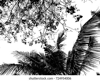 silhouette trees  coconut leaves   Bodhi tree in black   white