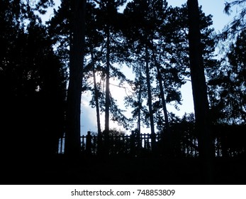 silhouette of trees in the evening light