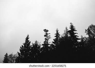 silhouette of the trees in fog - Powered by Shutterstock