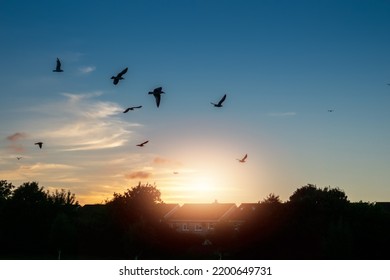 Silhouette of a trees and roof of home and birds flying in cool and warm sunset sky. Nature background Calm and relaxing mood.