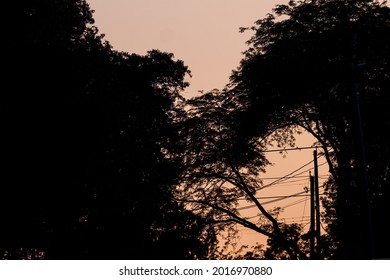 Silhouette of Trees with Sunset