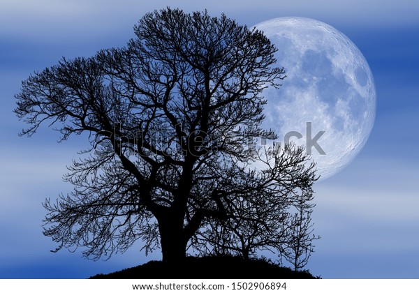 Silhouette Trees Under Moonlight Stock Photo Edit Now