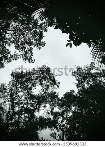 Similar – Image, Stock Photo Blick von unten in die Krone einer Pyramideneiche. Die Äste des Baumes wachsen wild und chaotisch durcheinander.