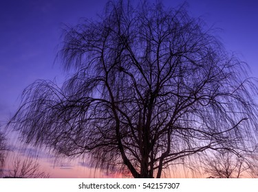 silhouette of tree,weeping willow after sunset