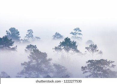 silhouette of tropical forest covered in morning fog. misty jungles on Thai mountain. white water vapour covered trees only outline can be seen. - Powered by Shutterstock