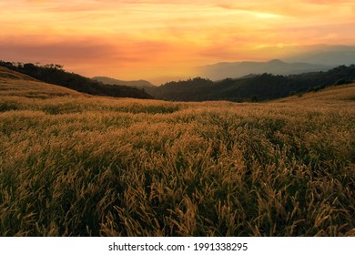 silhouette tropical grass flower on sunset background