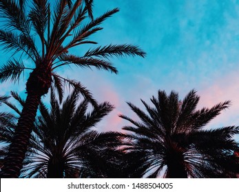 Silhouette Tropical Palm Trees At Sunset In Orlando, Florida. Summer Vacation Concept. Vivid Colors / High Contrast.