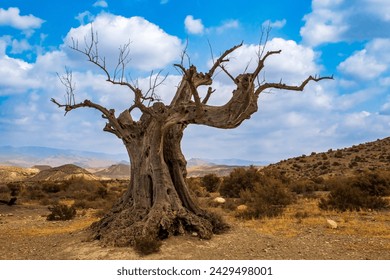 Silhouette of the trunk of an old dead olive tree in Spain. Tree silhouette image with a background composed of blue sky with white clouds. - Powered by Shutterstock