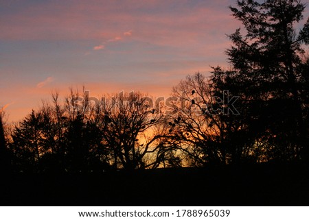 Silhouette of Turkeys roosting in trees at sunset.
