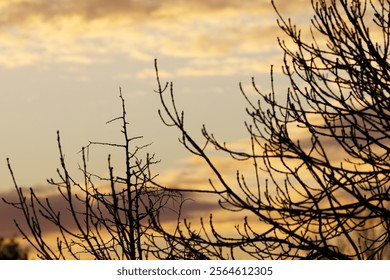 silhouette twigs dramatic sky at sunset, silhouette branches with orange sky and yellow-grey clouds in the background, yellow and grey puffy clouds, dramatic sky with dark cloud cover - Powered by Shutterstock