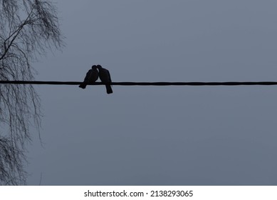 Silhouette Of Two Birds Kissing Each Other, Romance On A Live Wire.
