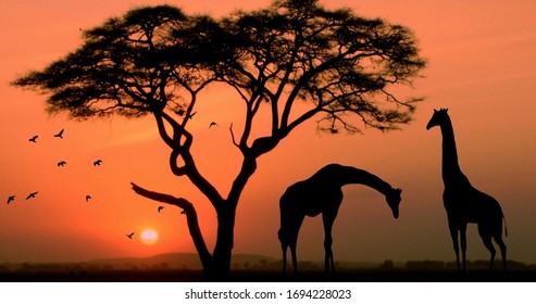 632 Giraffe Under Tree Images, Stock Photos & Vectors 